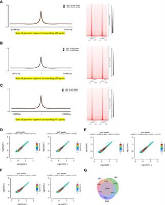 Influenza A virus NS1 protein represses antiviral immune response by hijacking NF-κB to mediate transcription of type III IFN